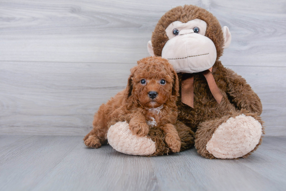 Popular Cavapoo Poodle Mix Pup