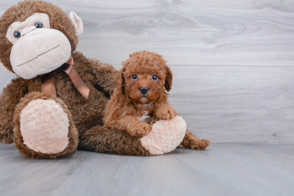 Friendly Cavapoo Baby