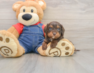 8 week old Cavapoo Puppy For Sale - Premier Pups