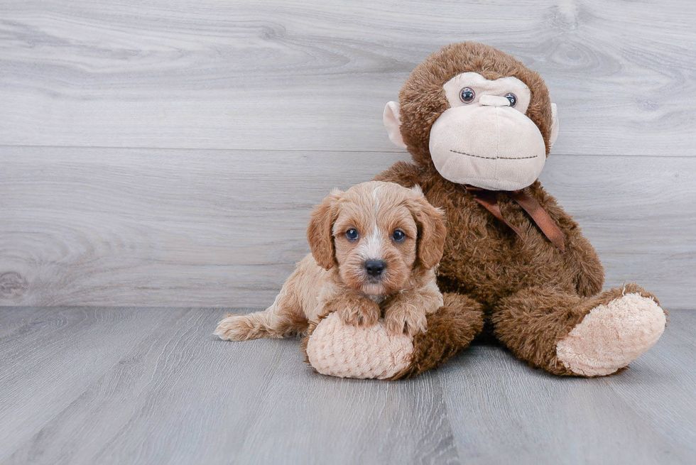 Playful Cavoodle Poodle Mix Puppy