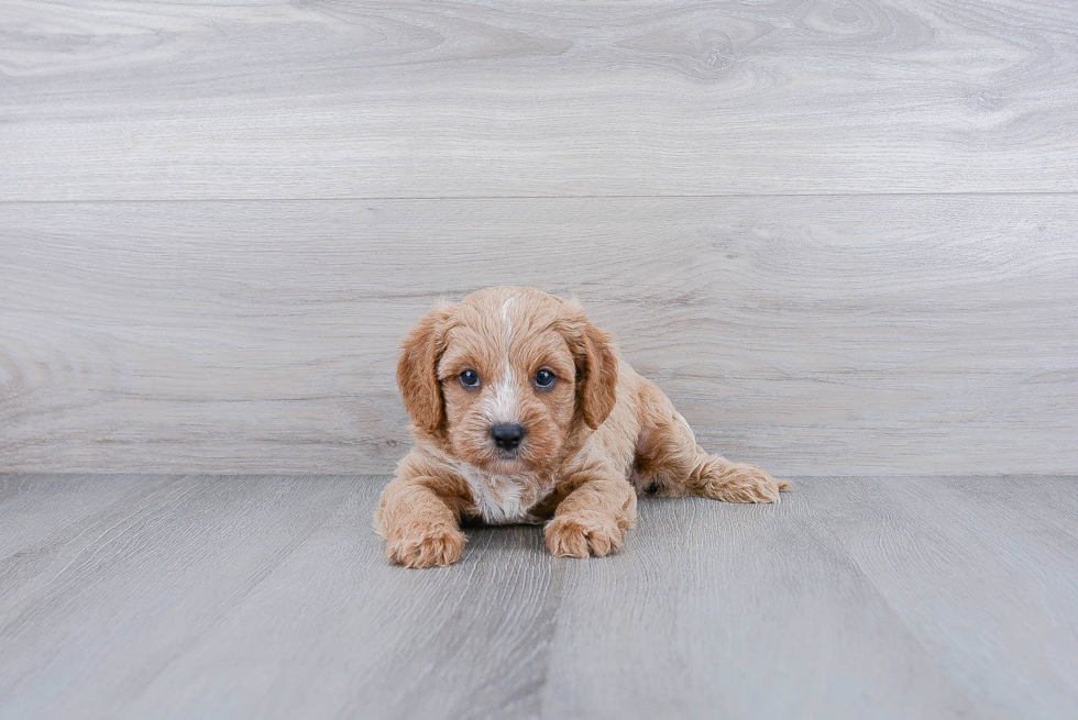 Cavapoo Pup Being Cute