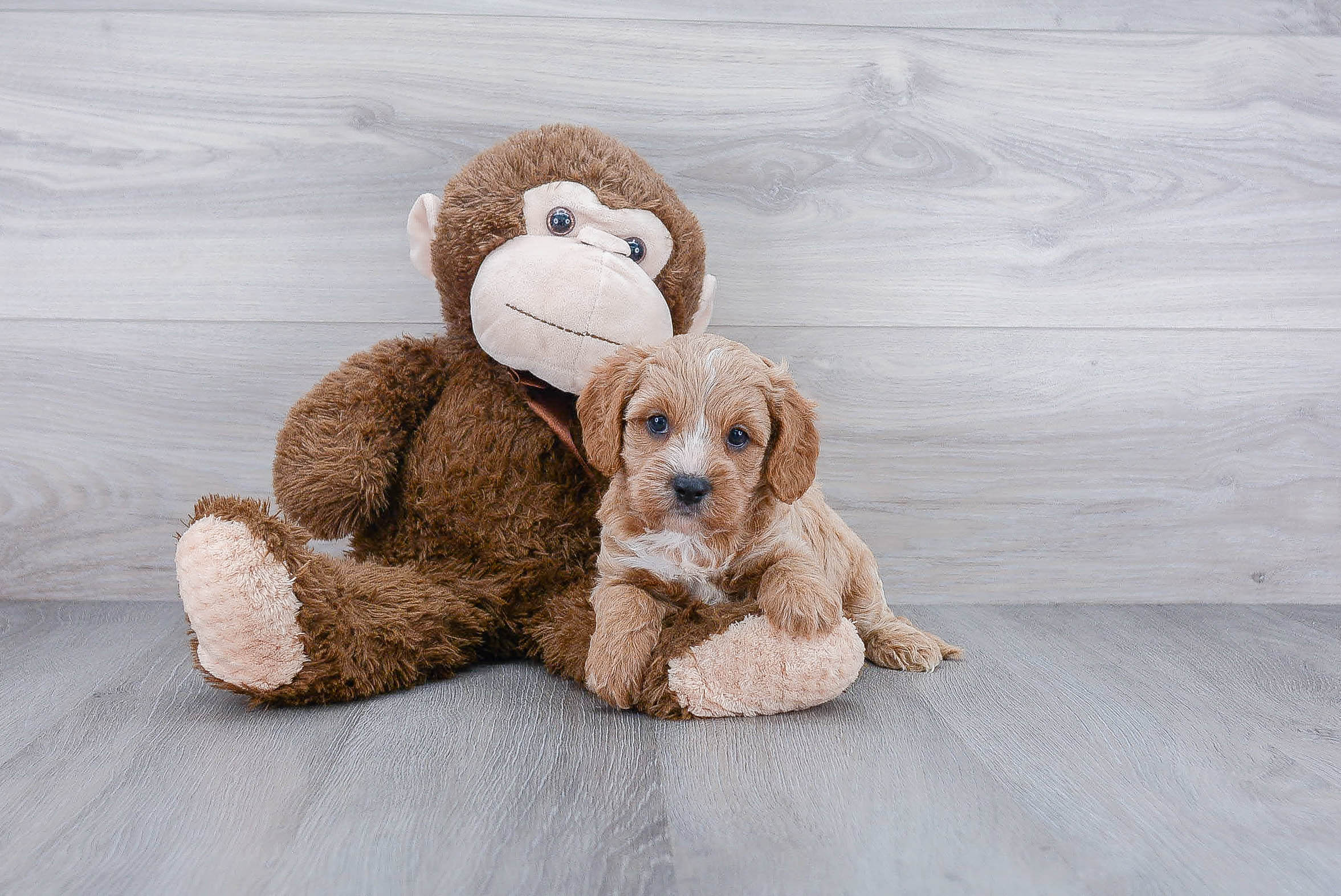 Cavapoo Puppy for Adoption