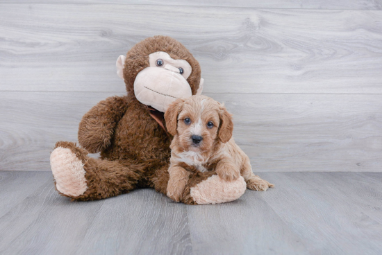 Cavapoo Puppy for Adoption