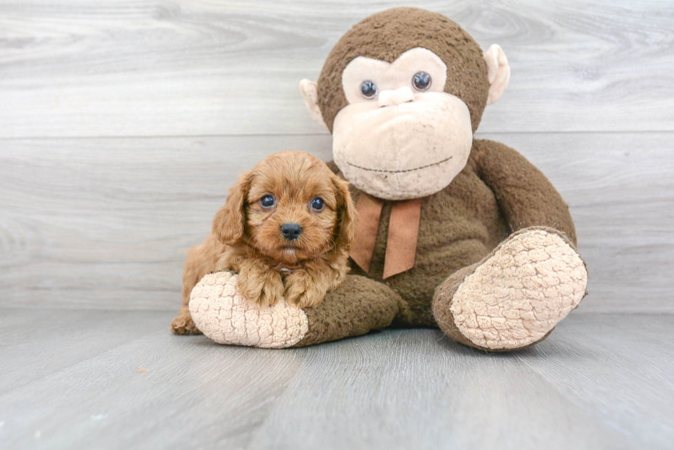 Cute Cavapoo Baby