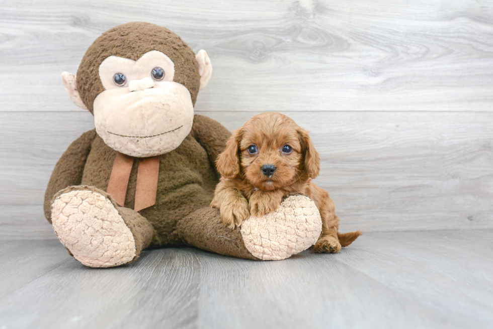 Cavapoo Puppy for Adoption