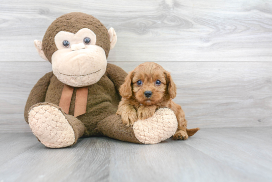 Cavapoo Puppy for Adoption