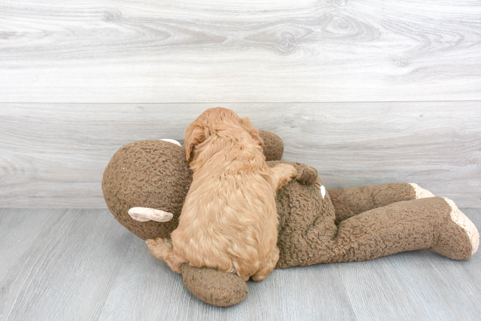 Cavapoo Pup Being Cute