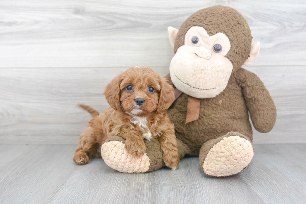 Best Cavapoo Baby