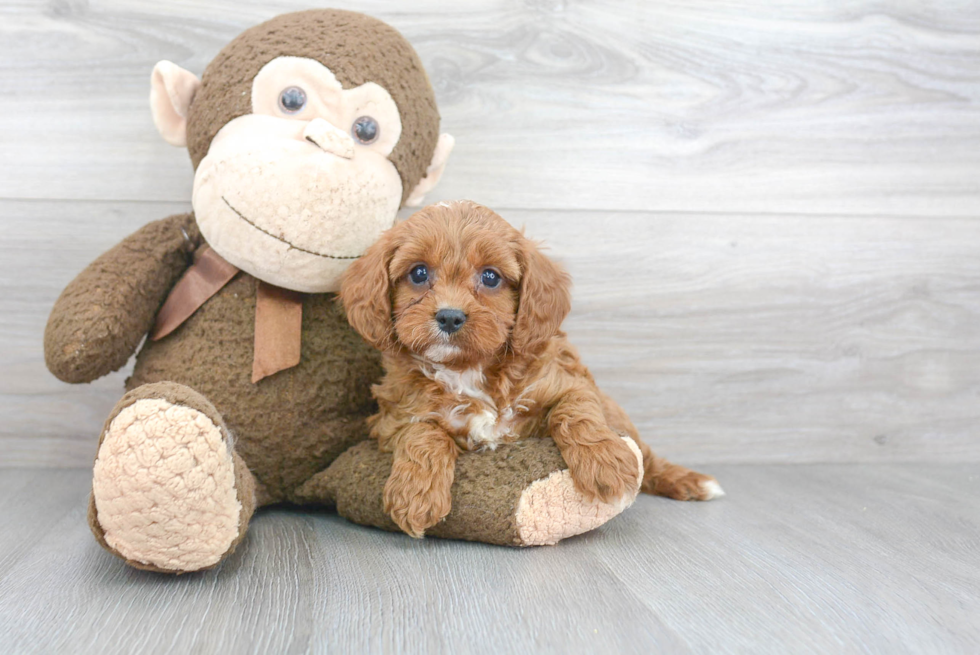 Happy Cavapoo Baby