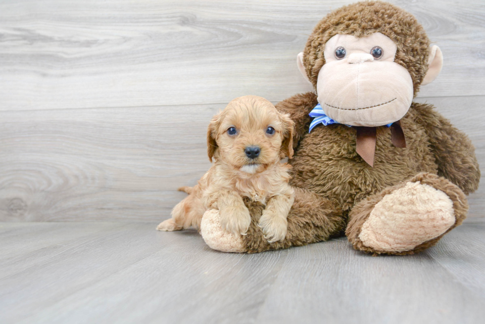 Best Cavapoo Baby