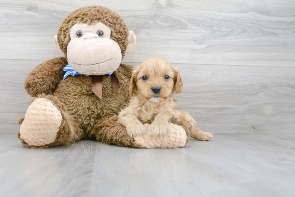 Cute Cavapoo Baby