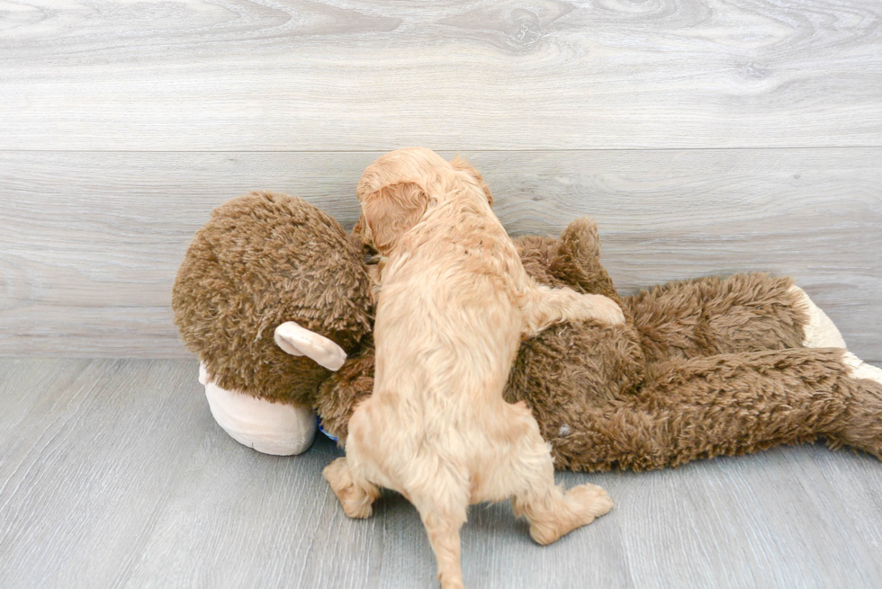 Cavapoo Pup Being Cute