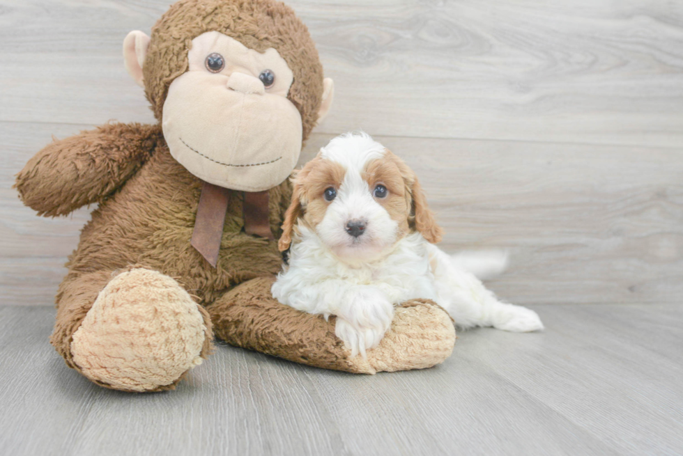 Cavapoo Pup Being Cute