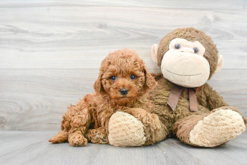 Cavapoo Puppy for Adoption