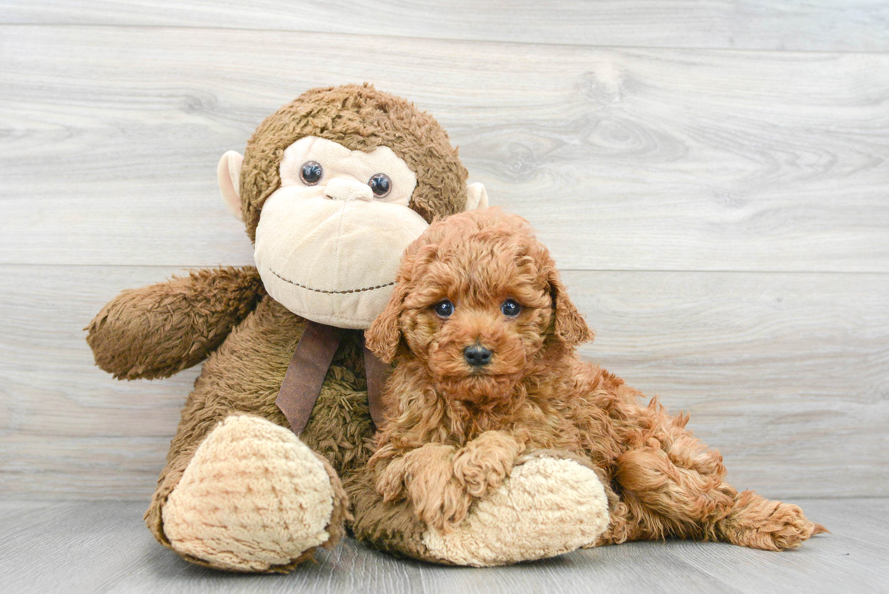 Petite Cavapoo Poodle Mix Pup