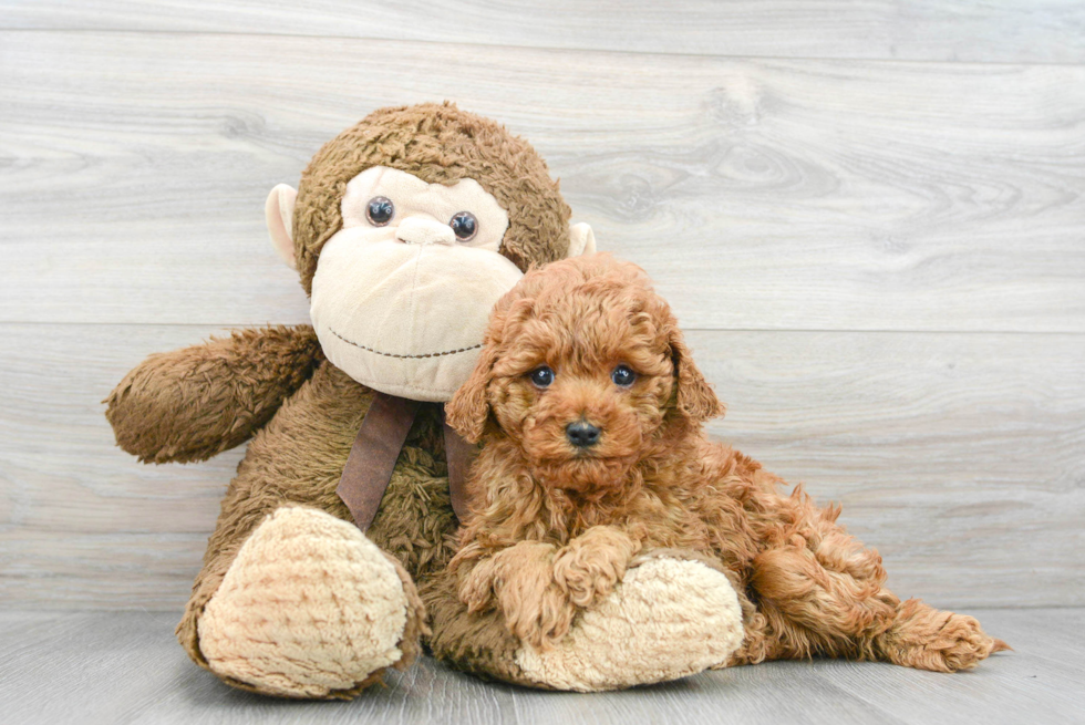 Petite Cavapoo Poodle Mix Pup