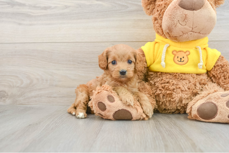 Best Cavapoo Baby