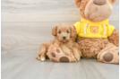 Best Cavapoo Baby