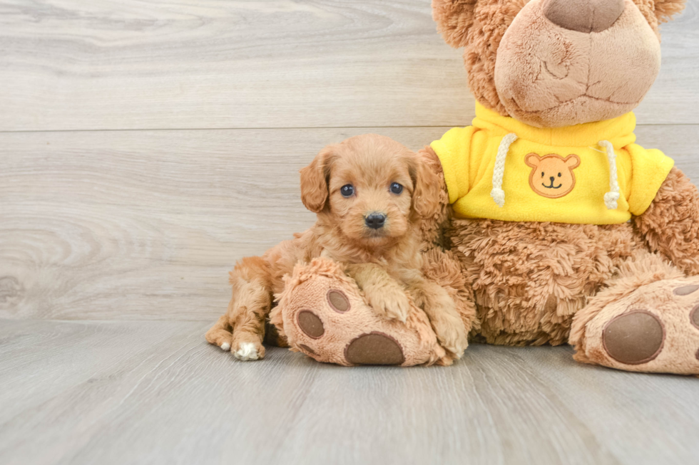 Best Cavapoo Baby