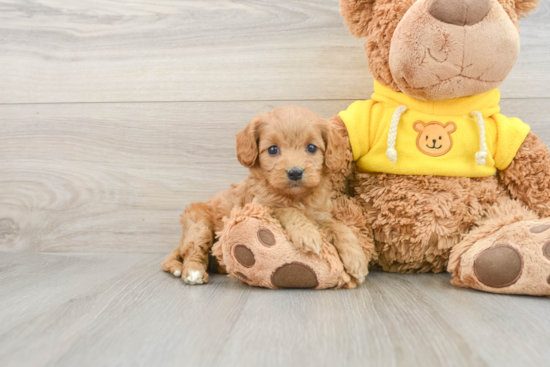 Best Cavapoo Baby