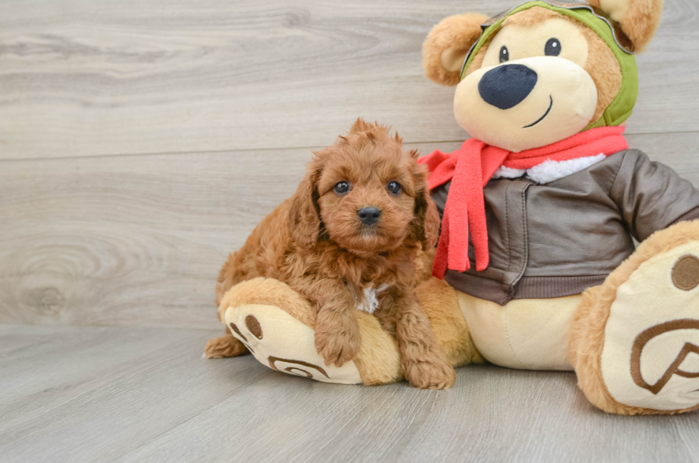 6 week old Cavapoo Puppy For Sale - Premier Pups