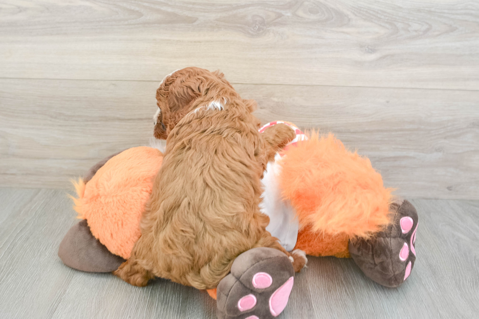 Adorable Cavalier King Charles Spaniel and Poodle Mix Poodle Mix Puppy