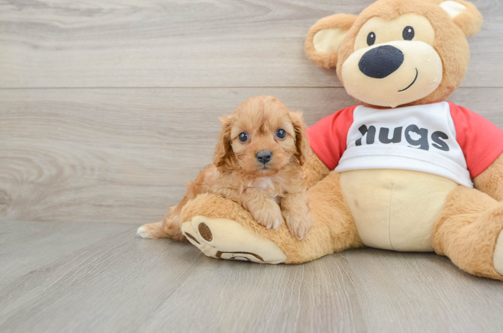 7 week old Cavapoo Puppy For Sale - Premier Pups