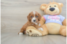 Funny Cavapoo Poodle Mix Pup
