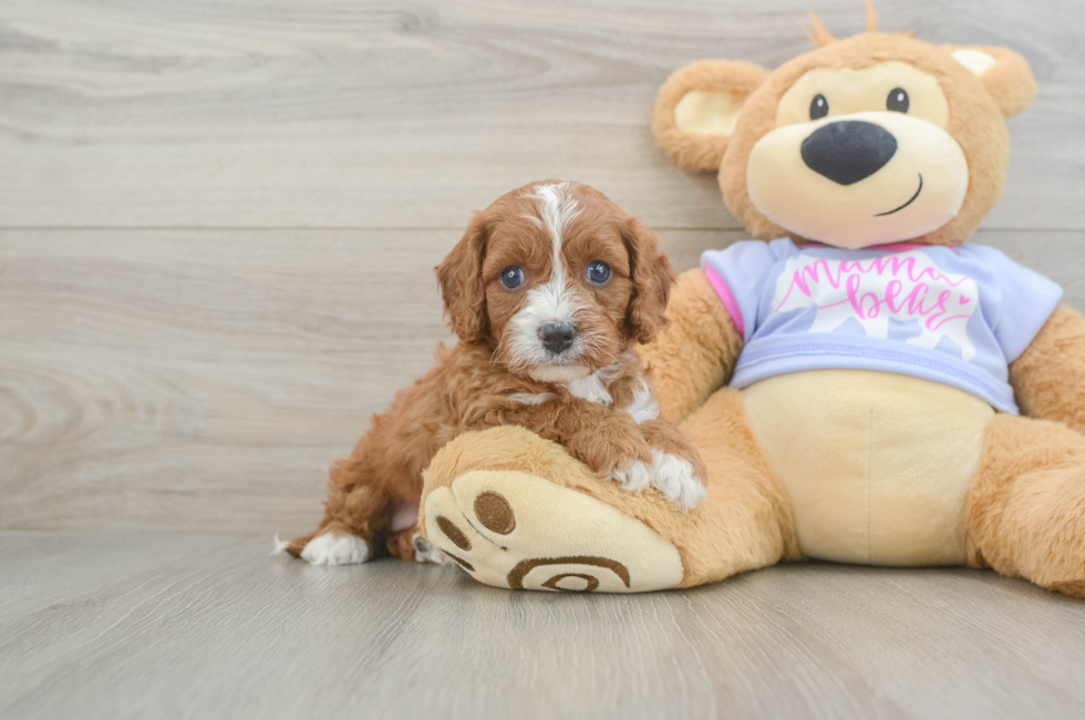 5 week old Cavapoo Puppy For Sale - Premier Pups