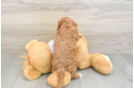 Sweet Cavapoo Baby