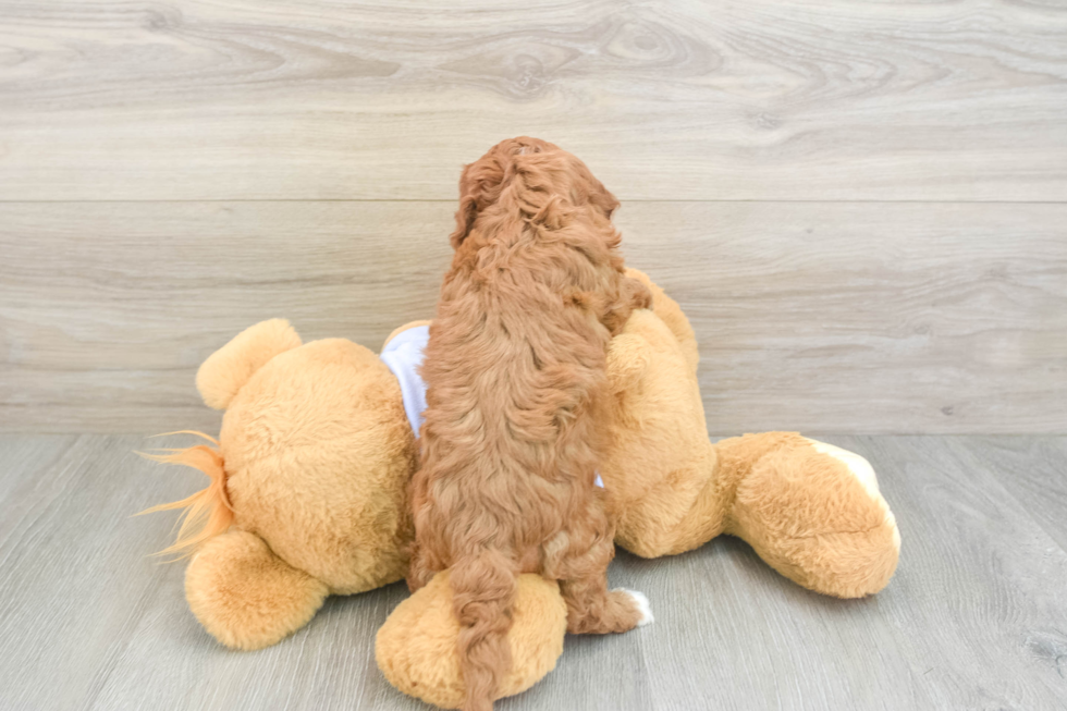 Sweet Cavapoo Baby