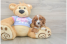 Best Cavapoo Baby