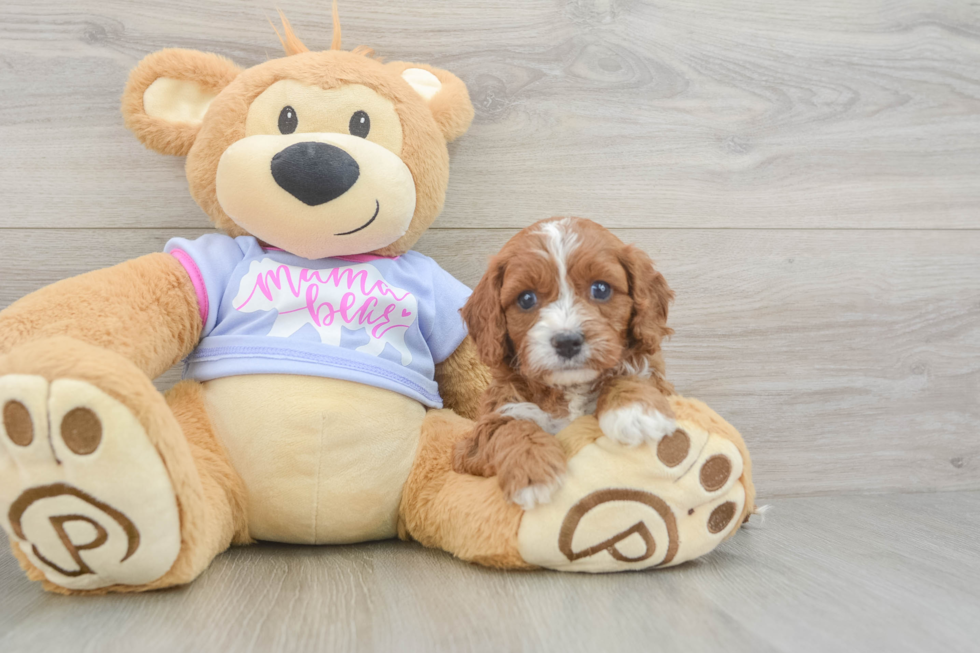 Best Cavapoo Baby