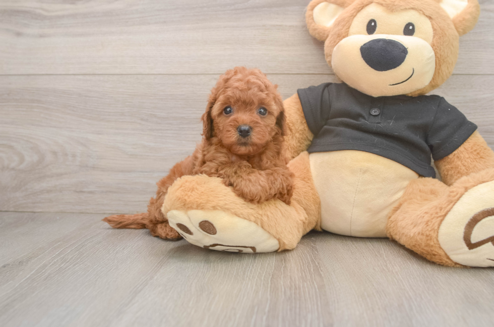 5 week old Cavapoo Puppy For Sale - Premier Pups