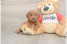 Small Cavapoo Baby