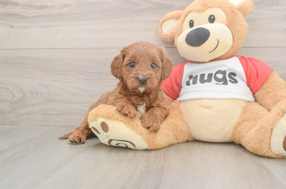 5 week old Cavapoo Puppy For Sale - Premier Pups