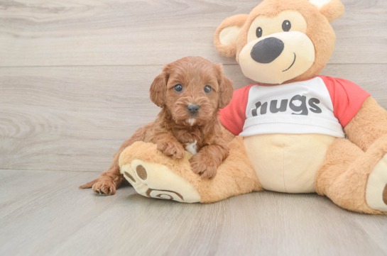 Small Cavapoo Baby