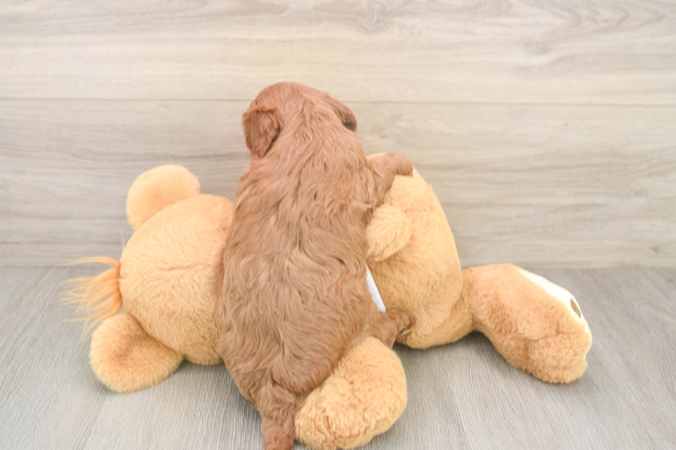 Smart Cavapoo Poodle Mix Pup