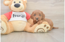 Best Cavapoo Baby