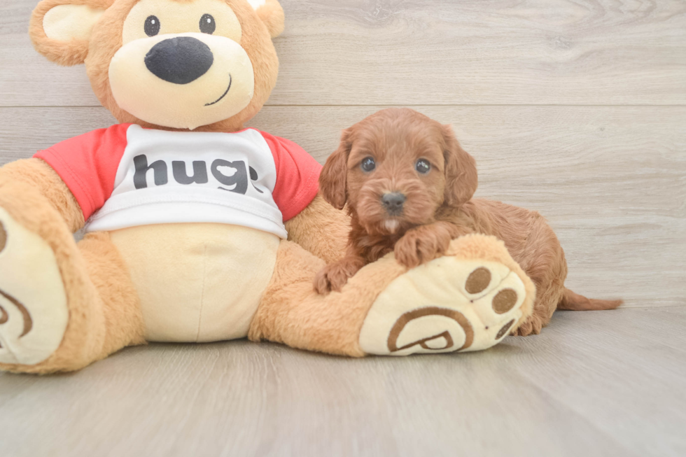 Best Cavapoo Baby