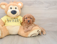 8 week old Cavapoo Puppy For Sale - Premier Pups