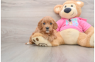 Best Cavapoo Baby