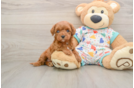 Cavapoo Puppy for Adoption