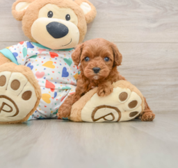 7 week old Cavapoo Puppy For Sale - Premier Pups