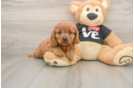 Smart Cavapoo Poodle Mix Pup