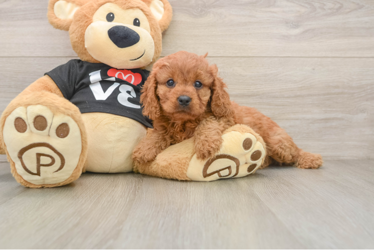 Cavapoo Puppy for Adoption