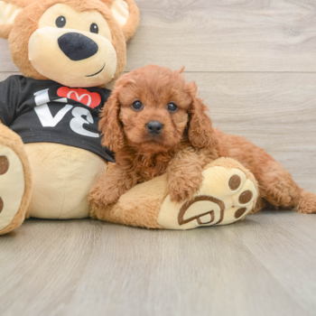 Cavapoo Puppy for Adoption
