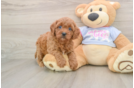 Cavapoo Puppy for Adoption