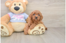 Popular Cavapoo Poodle Mix Pup