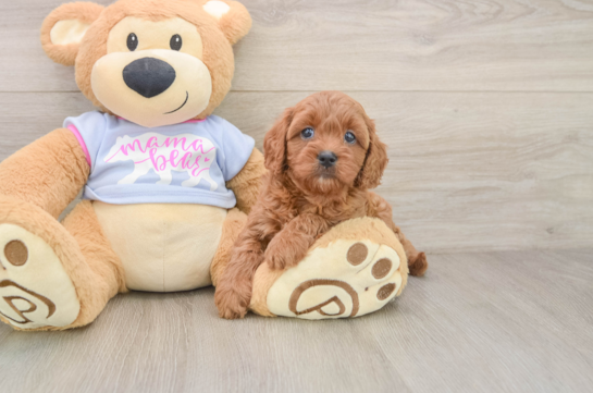 Popular Cavapoo Poodle Mix Pup